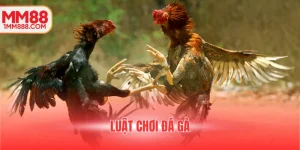 luật chơi đá gà